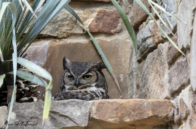 Athena Great Horned Owl 2025